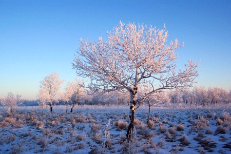 Winter cold snow photo