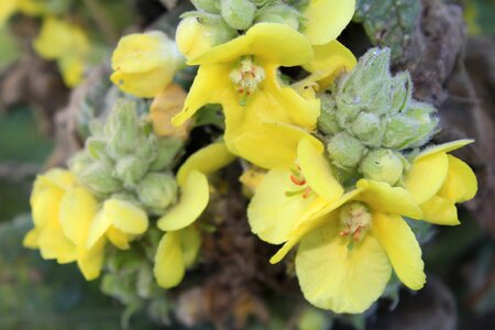 Close up flower plant photo