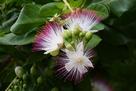 Barringtonia asiatica green sea green ocean