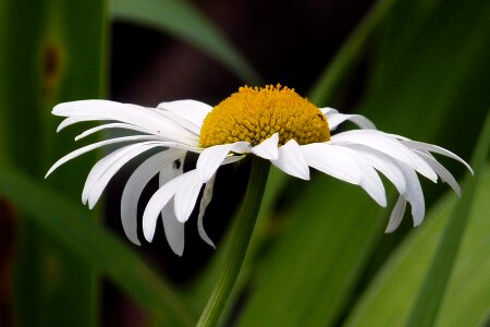Nature daisy white