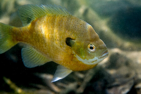 Bluegill on nest-1