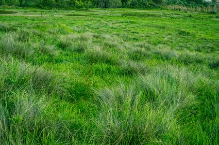 Grass meadow grassland photo