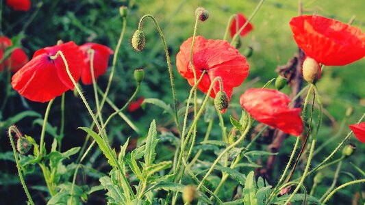 Beautiful Flowers bloom blooming
