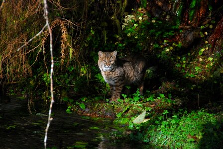 A bobcat prowls Taft Creek in the Hoh photo