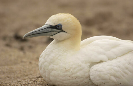 Northern gannet-3 photo