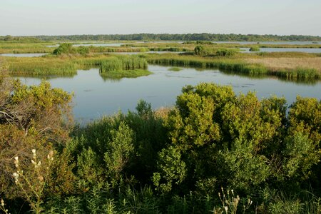 Habitat marsh nature photo