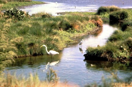 Bird egret water