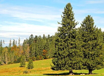 Branch climate ecology photo