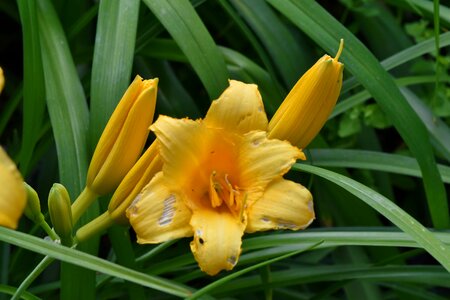 Flower Garden lily yellow photo