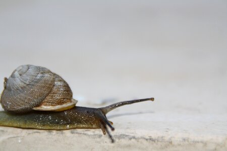 Shell slimy invertebrate photo