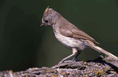 Bird passerine Poecile atricapillus photo