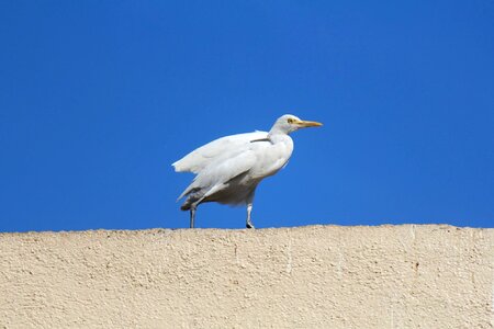 Animal bird blue sky photo