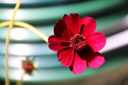 Red plant garden