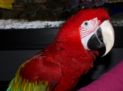 Bird red parrot parrot closeup