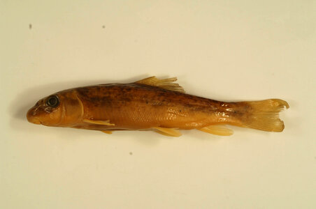 Catostomus commersonii