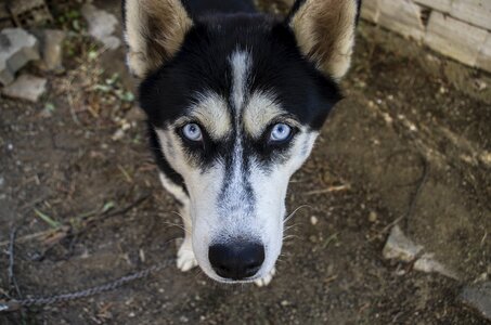 Dog siberian wolf buckwheat