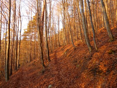 Autumn autumn forest tribe