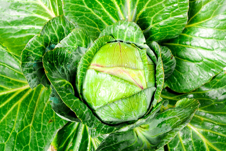 food background