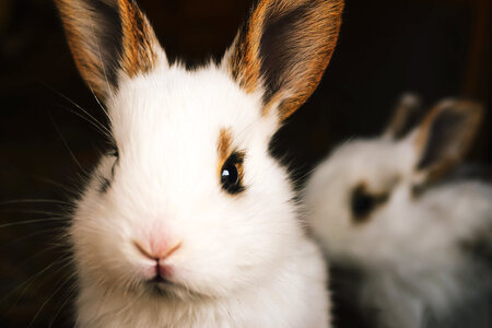 Cute Rabbits photo