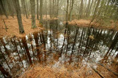 Water drops splash on a wetland area of the pine forest photo