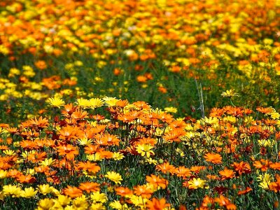 Array flowers lawn