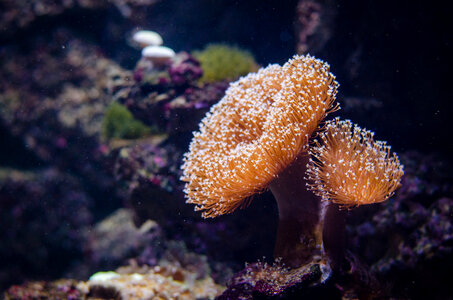 colorful coral reef photo