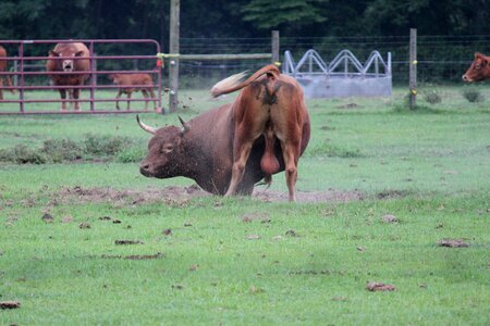Bovine cattle agriculture photo
