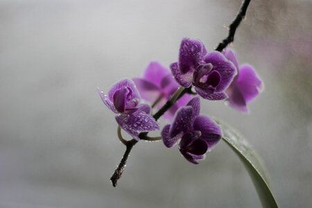 Nature violet inflorescence