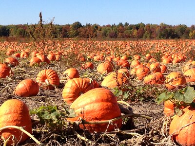 Fall halloween holiday photo