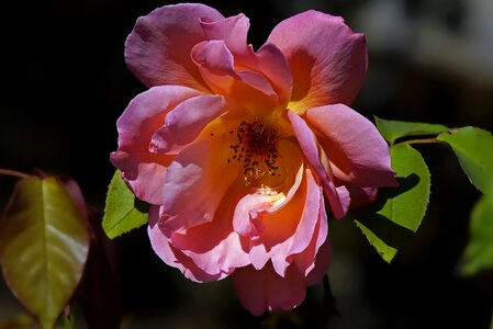 Beautiful Flowers beautiful image beautiful photo