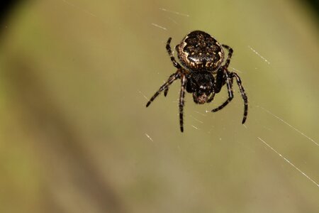 Nature arachnids close up