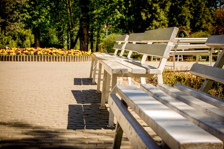 Bench blossom flora photo