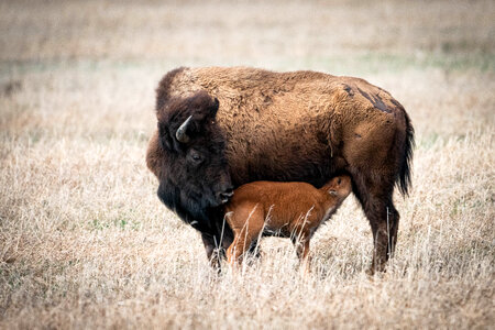 Bison calf nursing photo