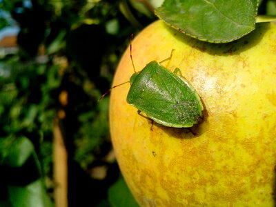 Apple beetle bug photo