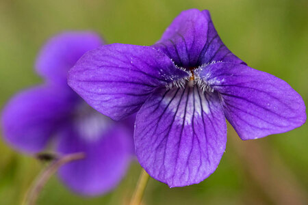 Early blue violet photo