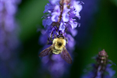 Bee Flower Macro photo