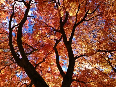 Maple leaf tree landscape