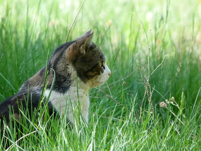 Animals pet observation