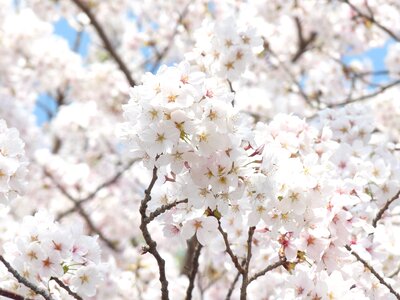 Spring cherry blossom flowers