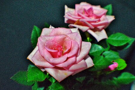 Pot rose close up nature