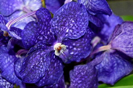 Blue detail exotic