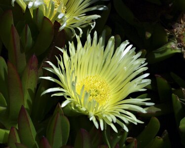 Blossom bloom petal