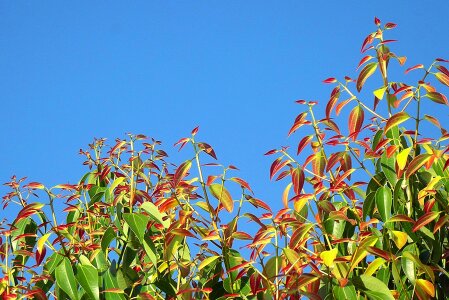 Cinnamon leaves plant
