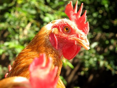 Animals farm animal