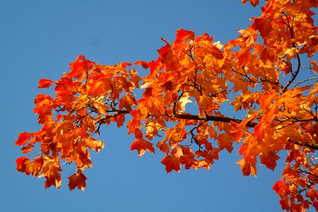 Fall color branch maple