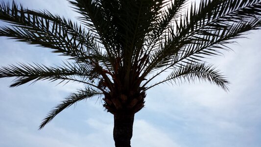 Palm palma de mallorca palm leaves photo