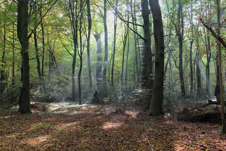 Woods rays crepuscular photo