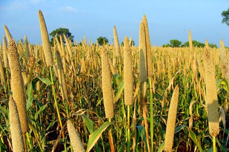 Crop spike cereal