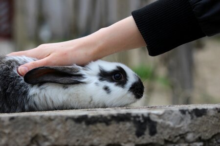 Rabbit bunny Free photos photo