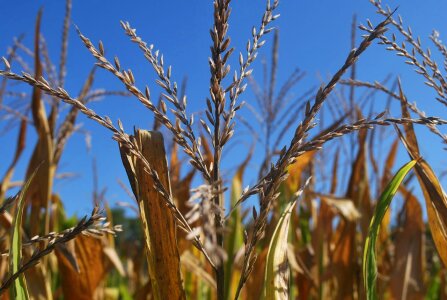 Stalk field nature